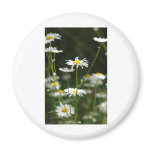 iPhone Daisy Days Fridge Magnets