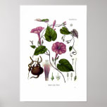 Ipomea purga (jalap) posters