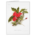 Ipomoea horsfalliae cards