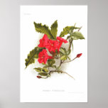Ipomoea horsfalliae posters