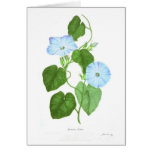 Ipomoea Indica cards