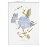 Ipomoea rubro-coerulea cards