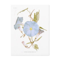 Ipomoea rubro-coerulea postcard