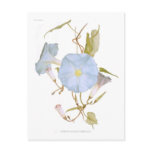 Ipomoea rubro-coerulea postcards