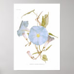 Ipomoea rubro-coerulea posters