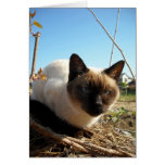 "Irate Kitty" Card