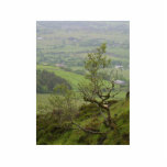 Ireland Bushes photo sculptures