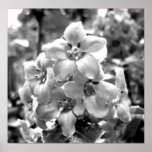 Ireland Flowers Print
