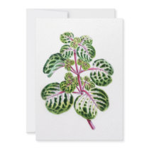 Iresine Herbstii, Aureo-Reticulata Announcement