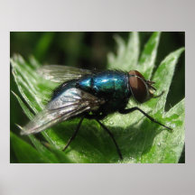 Iridescence - Blue bottle Print