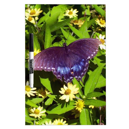 Iridescent Blue Purple with Black Butterfly Wings DryErase Boards Zazzle
