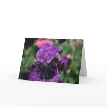 Iris 089