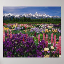 Iris and Lupine garden and Teton Range, Print