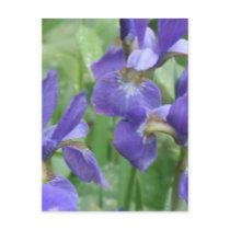 Iris Bulbs Postcard