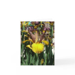 IRIS CARD - PIPER MAY - Blank Note Card