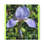 Iris Character Magnet