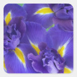 Iris flowers sticker