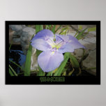 "Iris & Fountain" - Print