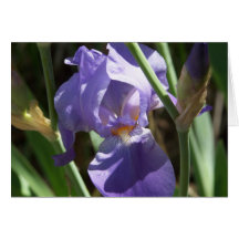 Iris Garden Greeting Card