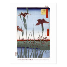 Iris Garden Postcard