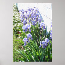 Iris Garden Posters