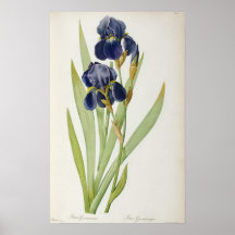 Iris Germanica, from `Les Liliacees', 1805 Posters