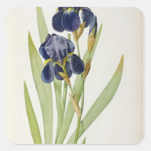 Iris Germanica, from `Les Liliacees', 1805 Square Sticker