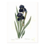 Iris germanica post card
