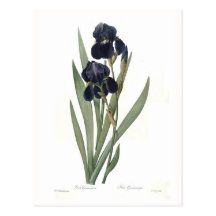 Iris germanica post card