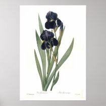 Iris germanica posters