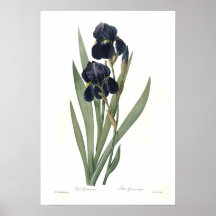 Iris germanica posters
