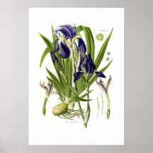 Iris germanica posters