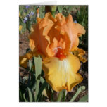 Iris Get Well Card
