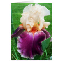 Iris Greeting Card