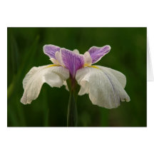 Iris Greeting Card