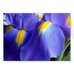Iris Happy Birthday Card