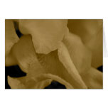 Iris in Sepia Greeting Card