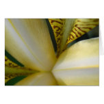 Iris Macro Blank Card