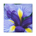 Iris Magnet