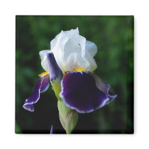 Iris Refrigerator Magnet