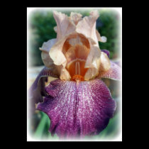 Iris Of Many Colors posters