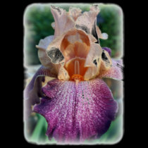 Iris Of Many Colors t-shirts