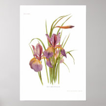 Iris orientalis posters