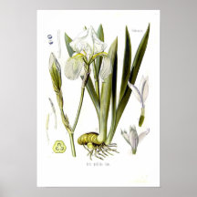 Iris pallida posters