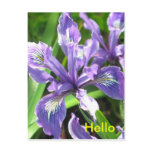 Iris Postcard