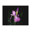  IRIS postcards