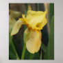 Iris poster