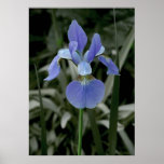 Iris Posters