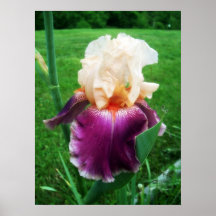 Iris Poster
