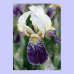 Iris posters